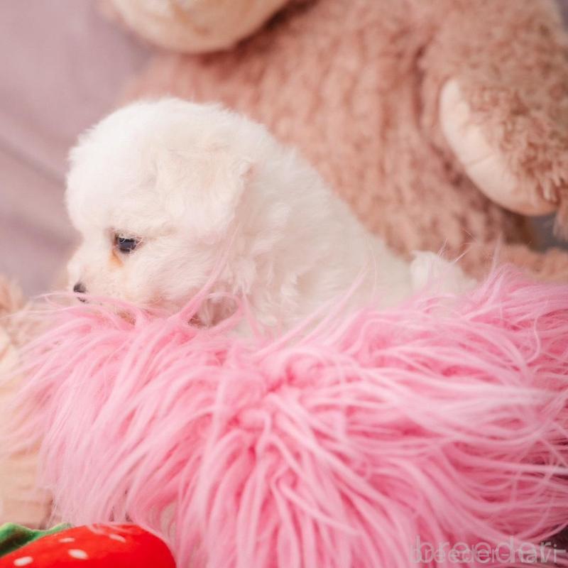 販売中の静岡県のビションフリーゼ-425695の7枚目