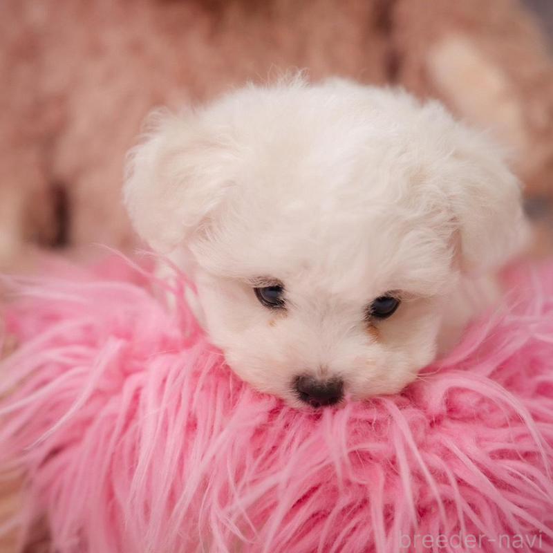 販売中の静岡県のビションフリーゼ-425695の6枚目