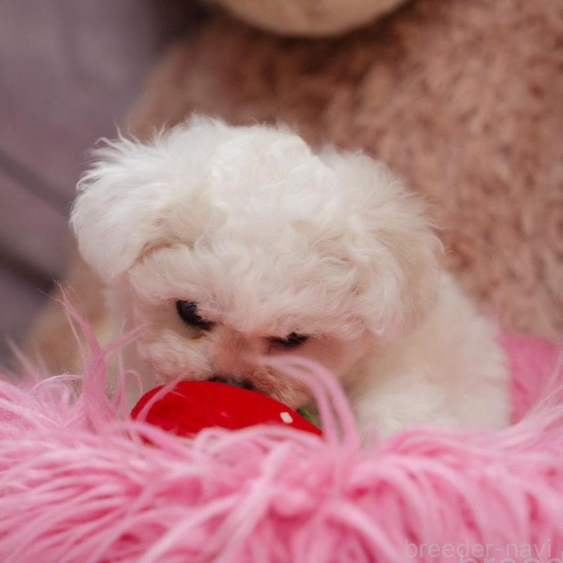 販売中の静岡県のビションフリーゼ-425695の5枚目