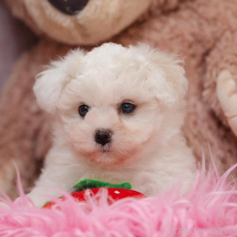 販売中の静岡県のビションフリーゼ-425695の4枚目