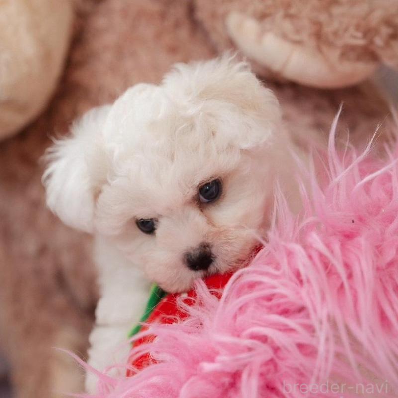 販売中の静岡県のビションフリーゼ-425695の2枚目