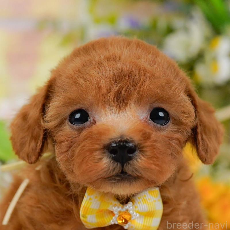 販売中の神奈川県のティーカッププードル-425947