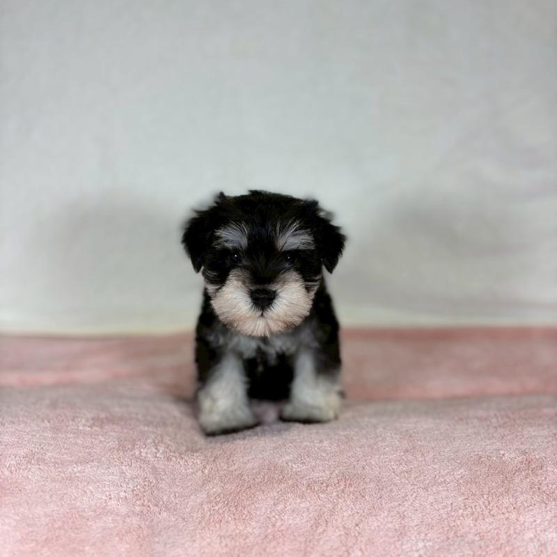 成約済の大阪府のミニチュアシュナウザー-425948の5枚目