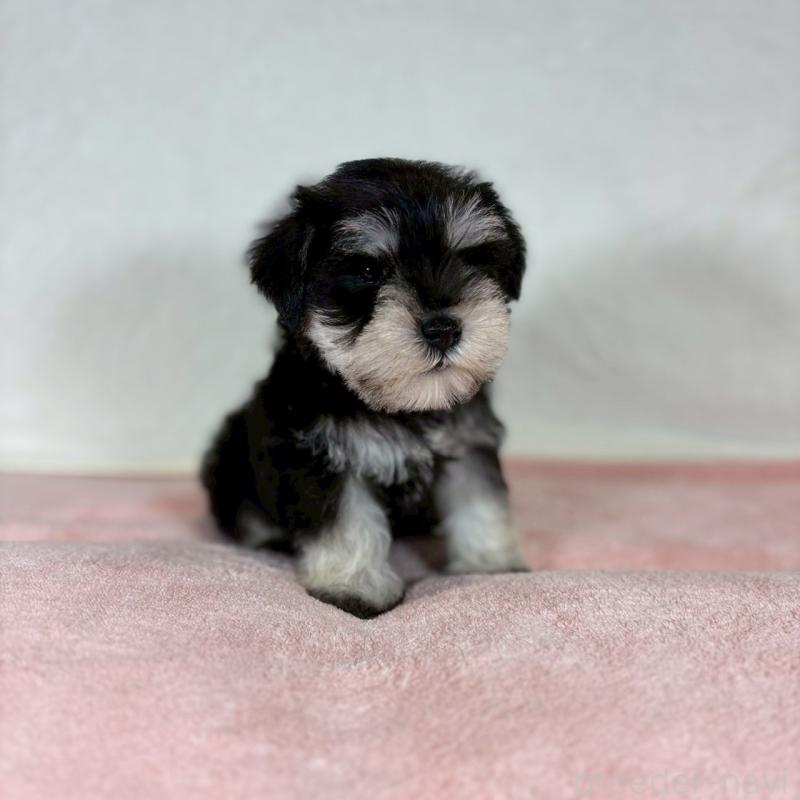 成約済の大阪府のミニチュアシュナウザー-425948の4枚目