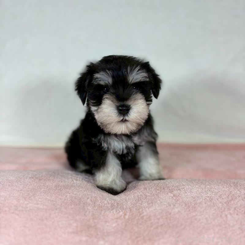 成約済の大阪府のミニチュアシュナウザー-425948の3枚目