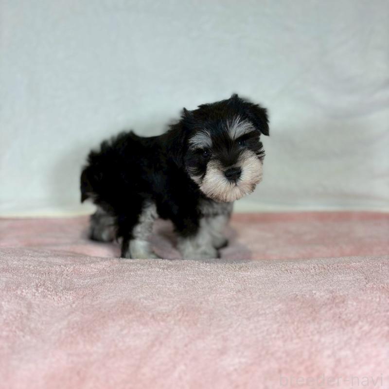 成約済の大阪府のミニチュアシュナウザー-425948の2枚目