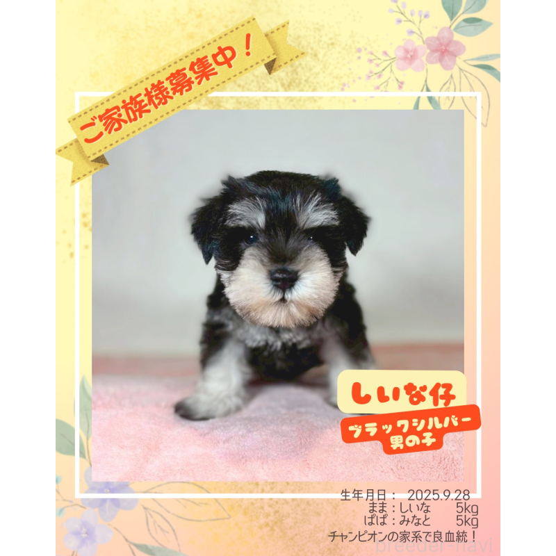 販売中の大阪府のミニチュアシュナウザー-425948