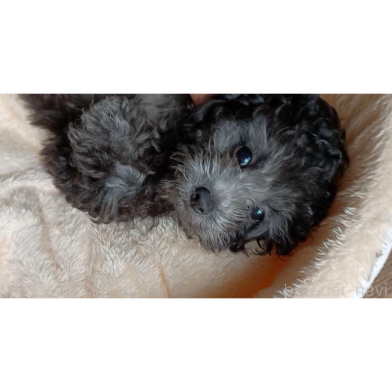 販売中の三重県のタイニープードル-410266の13枚目