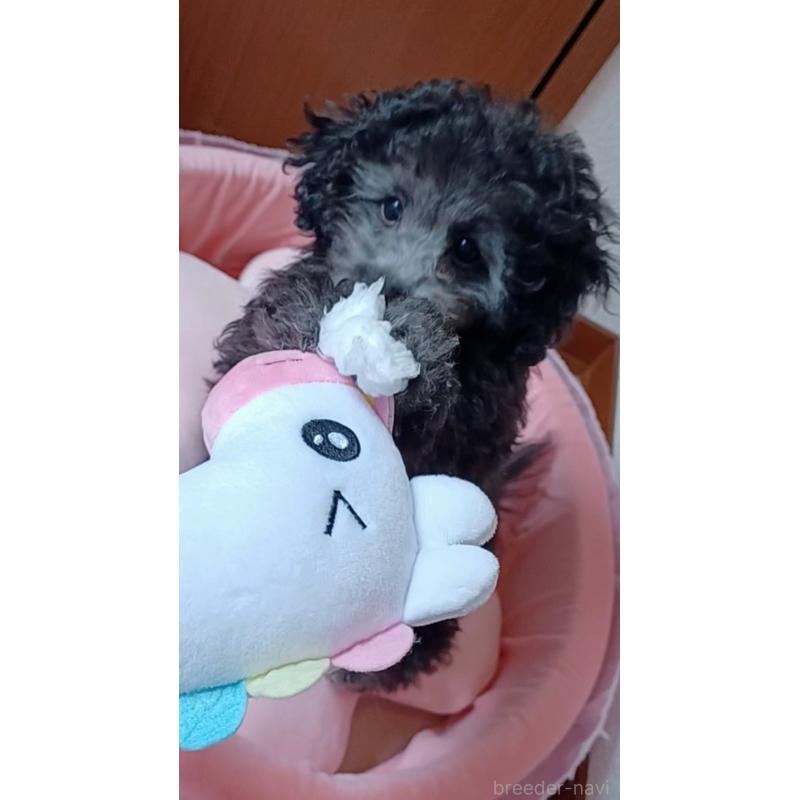 販売中の三重県のタイニープードル-410266の12枚目