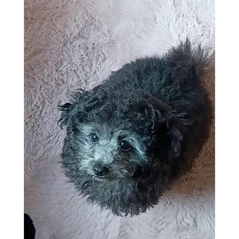 販売中の三重県のタイニープードル-410266の11枚目