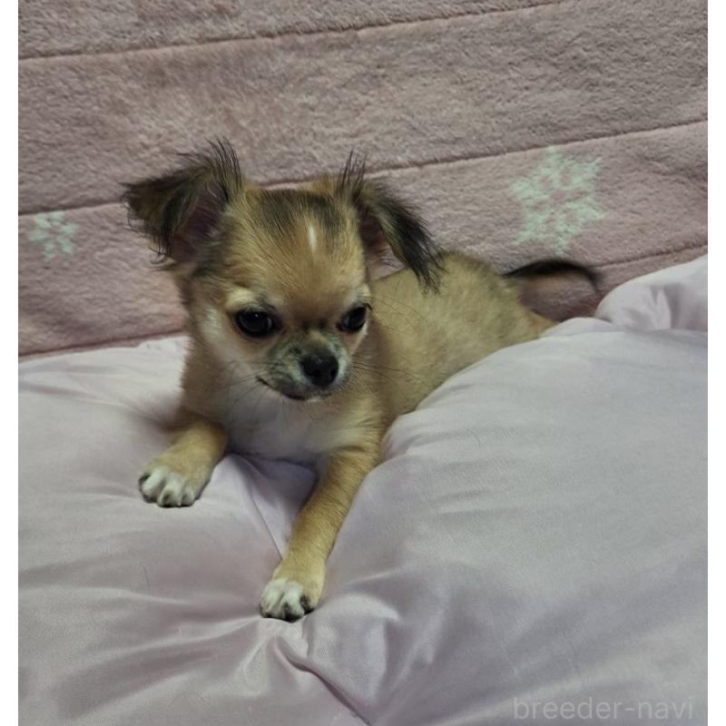 成約済の青森県のチワワ(ロングコート)-425965の9枚目