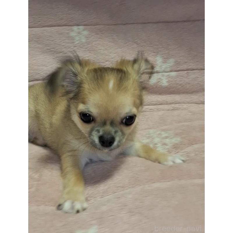 成約済の青森県のチワワ(ロングコート)-425965の8枚目