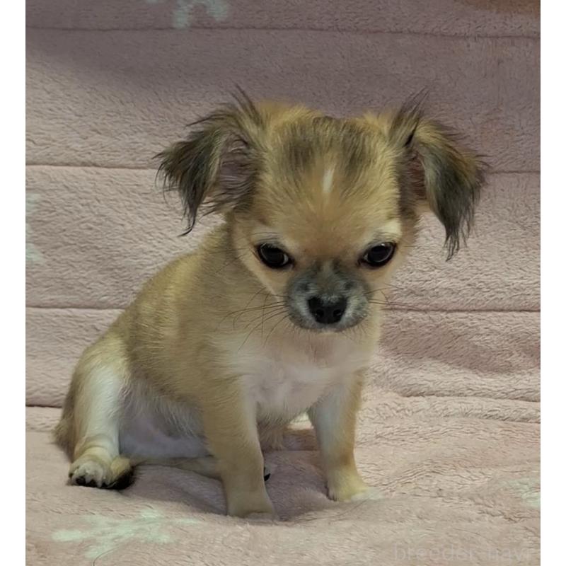 成約済の青森県のチワワ(ロングコート)-425965の7枚目