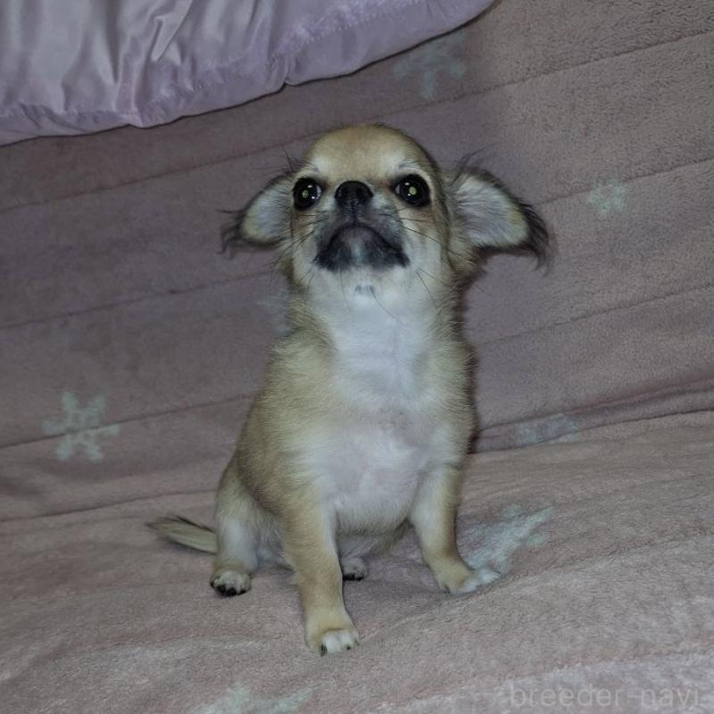 成約済の青森県のチワワ(ロングコート)-425965の6枚目