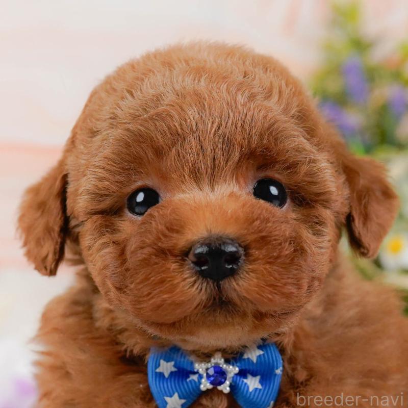 販売中の神奈川県のトイプードル-425953