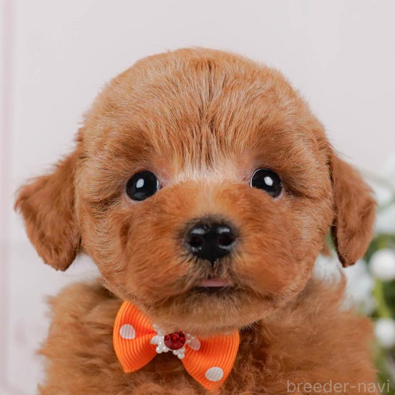 販売中の神奈川県のトイプードル-425954