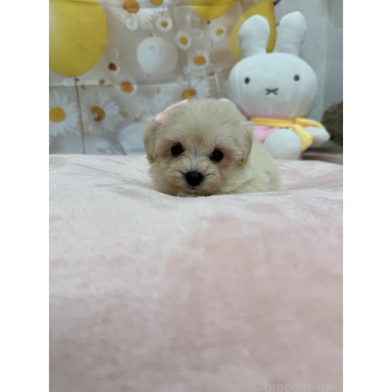 販売中の沖縄県のマルプー:マルチーズ×トイプードル-425956の1枚目
