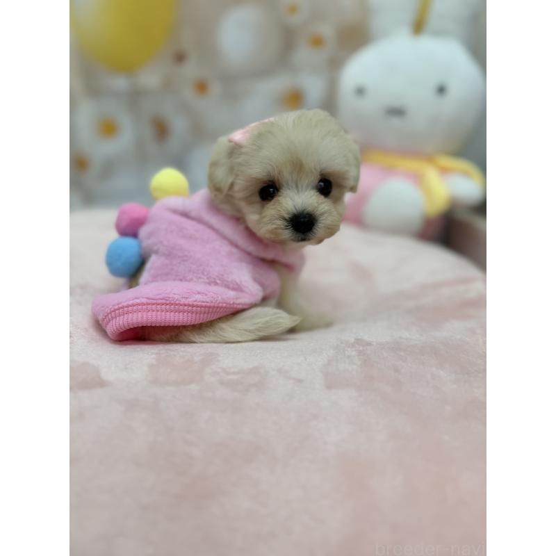 販売中の沖縄県のマルプー:マルチーズ×トイプードル-425956の7枚目