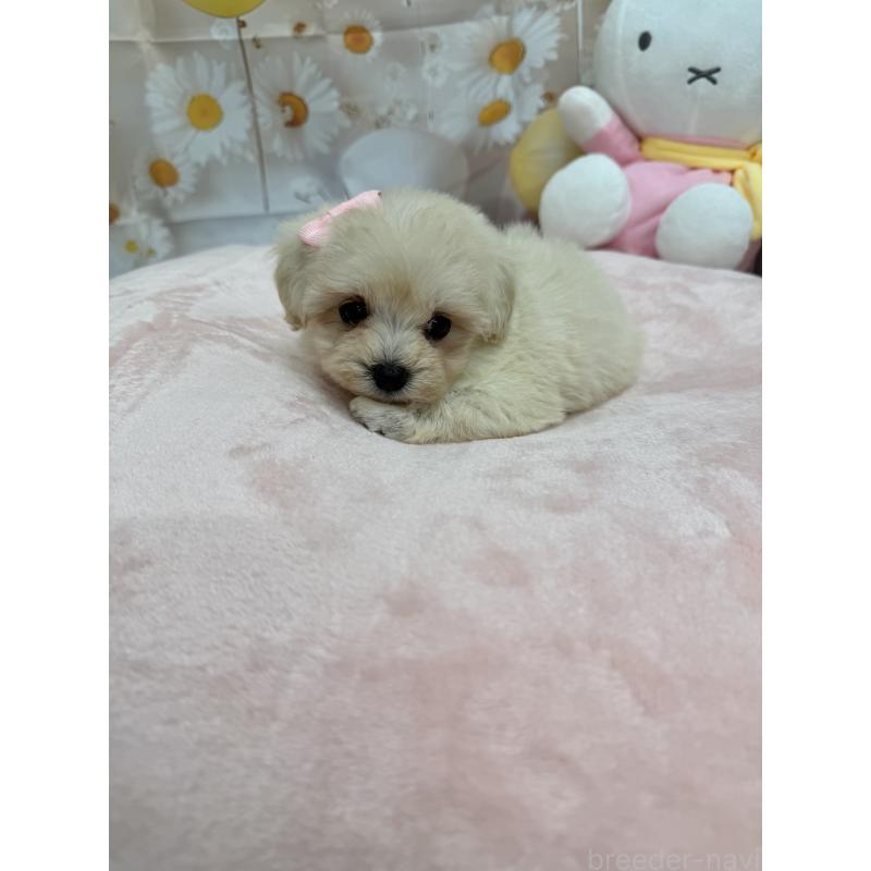 販売中の沖縄県のマルプー:マルチーズ×トイプードル-425956の6枚目