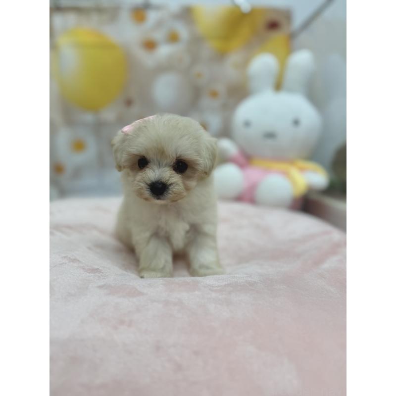 販売中の沖縄県のマルプー:マルチーズ×トイプードル-425956の4枚目