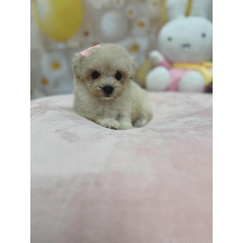 販売中の沖縄県のマルプー:マルチーズ×トイプードル-425956の3枚目