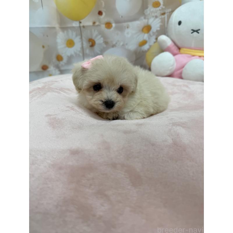 販売中の沖縄県のマルプー:マルチーズ×トイプードル-425956の2枚目