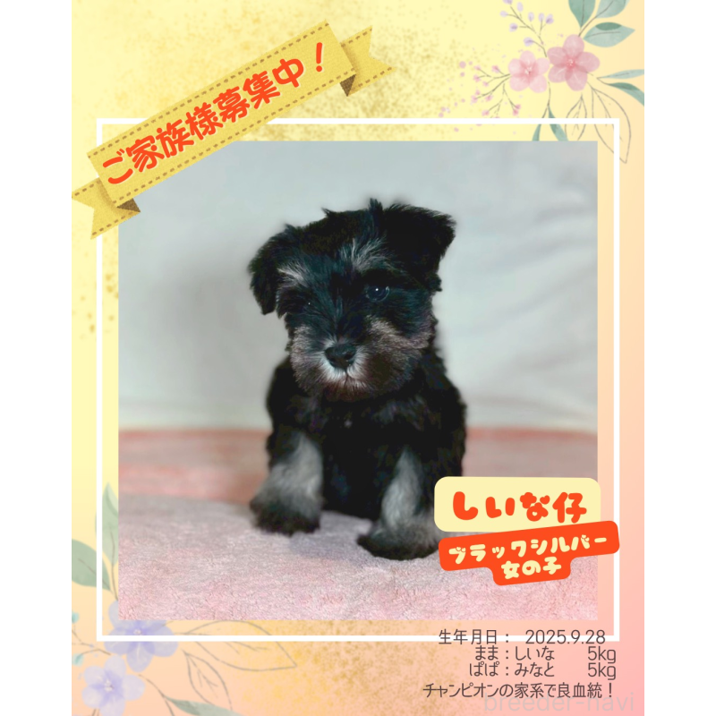 販売中の大阪府のミニチュアシュナウザー-425955