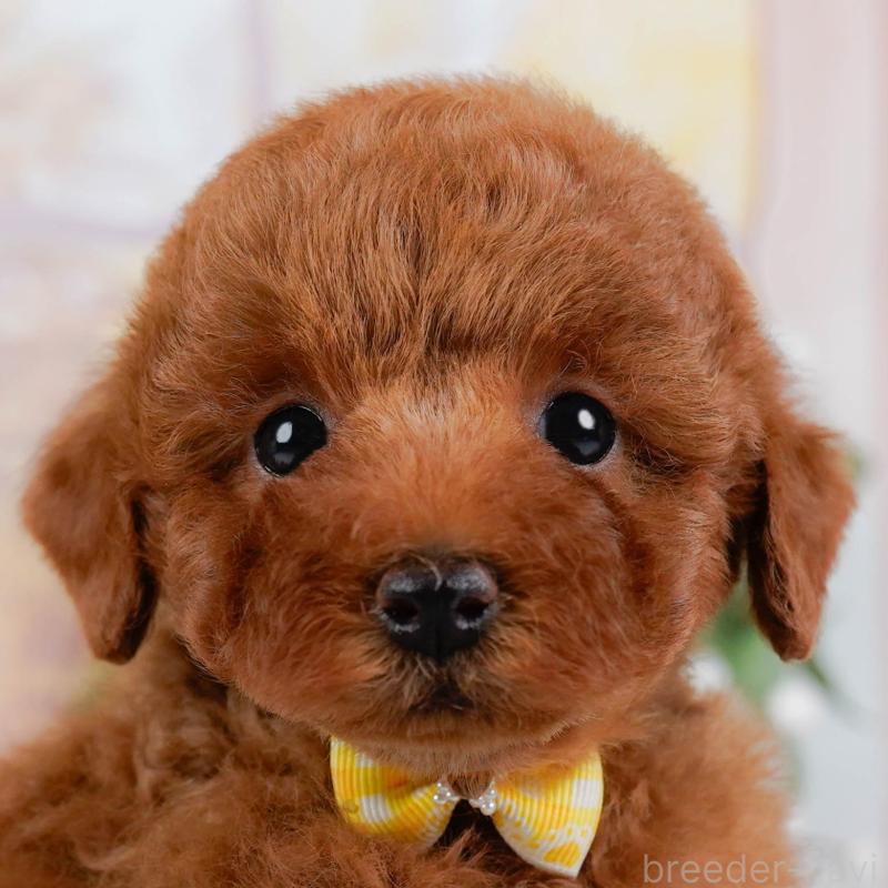 販売中の神奈川県のトイプードル-425957