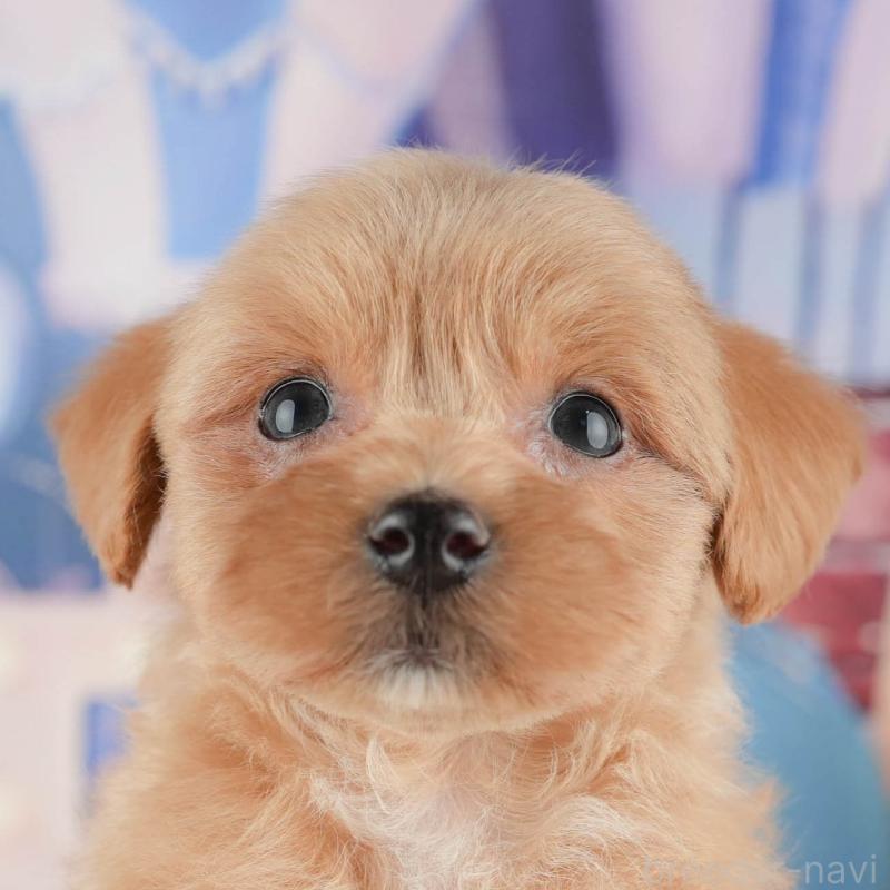 販売中の神奈川県のマルプー:マルチーズ×トイプードル-425960