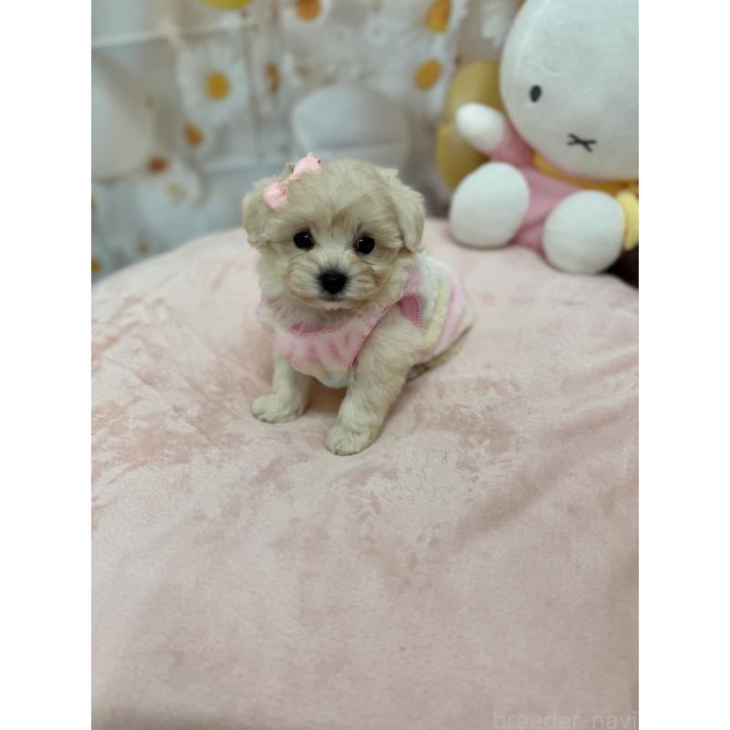 販売中の沖縄県のマルプー:マルチーズ×トイプードル-425958