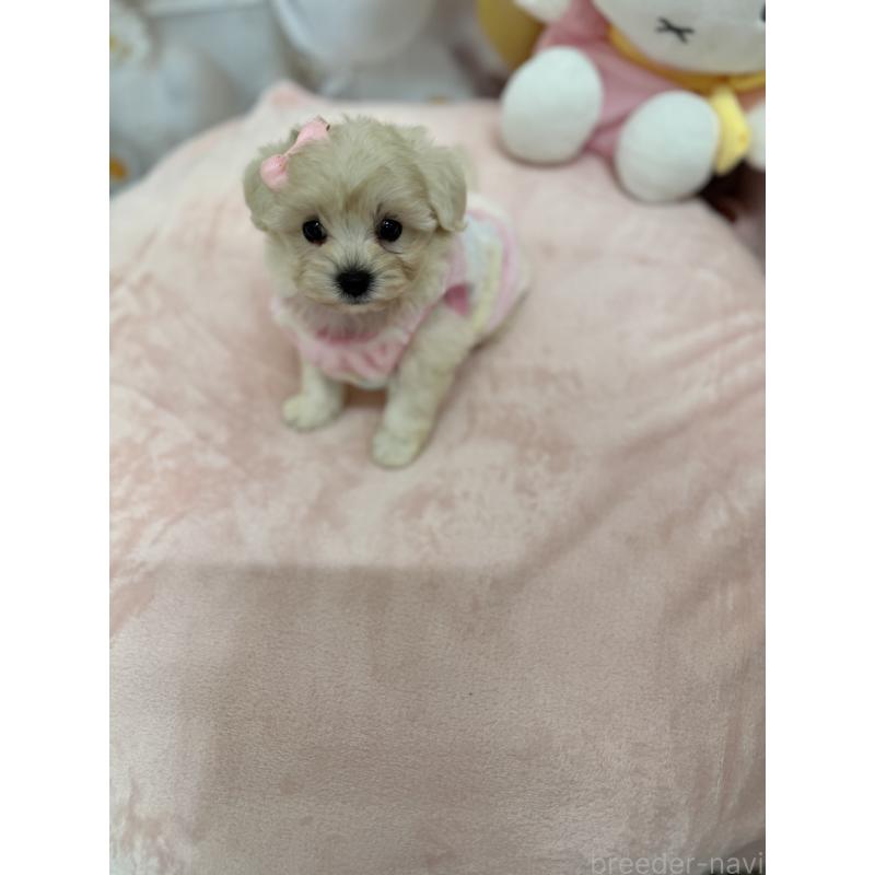 販売中の沖縄県のマルプー:マルチーズ×トイプードル-425958の6枚目