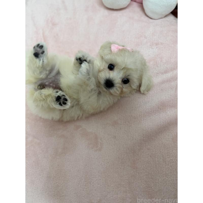 販売中の沖縄県のマルプー:マルチーズ×トイプードル-425958の5枚目