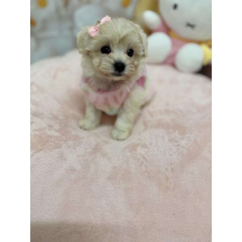 販売中の沖縄県のマルプー:マルチーズ×トイプードル-425958の4枚目