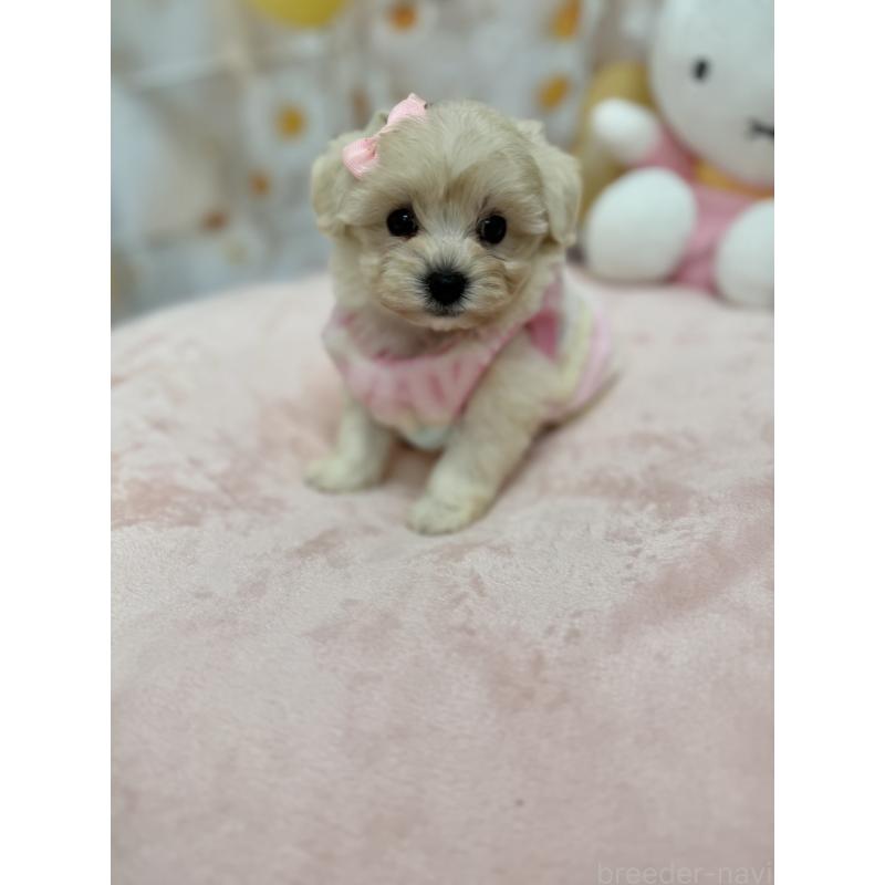 販売中の沖縄県のマルプー:マルチーズ×トイプードル-425958の3枚目