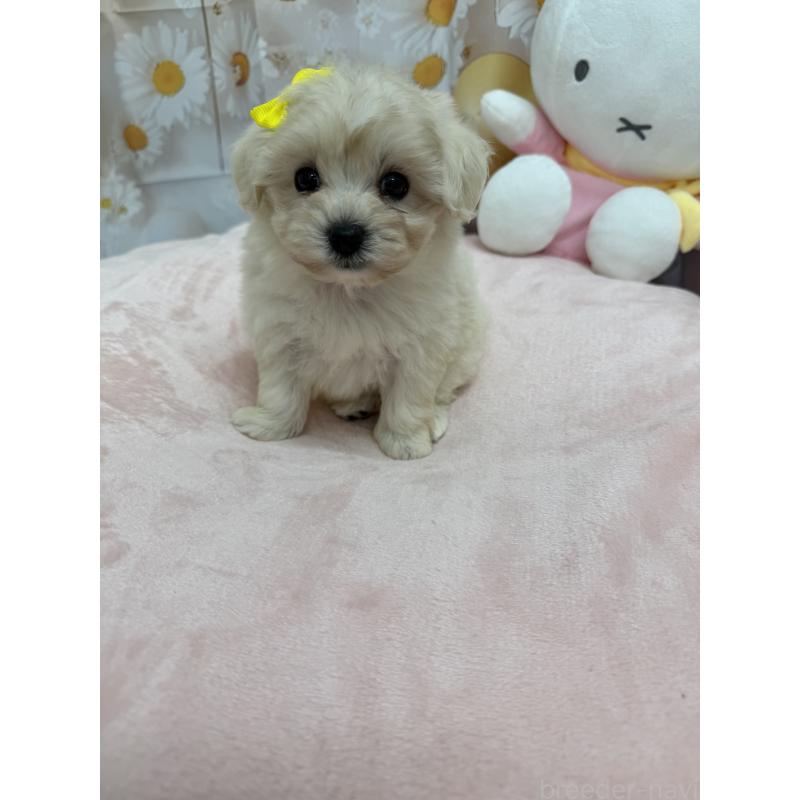 販売中の沖縄県のマルプー:マルチーズ×トイプードル-425958の2枚目