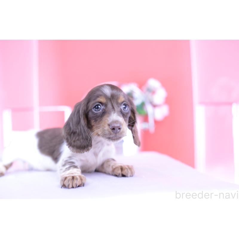 販売中の愛知県のカニンヘンダックスフンド(ロングヘアード)-420257の15枚目