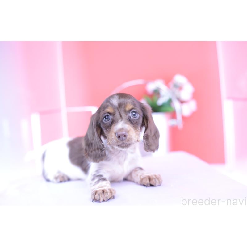 販売中の愛知県のカニンヘンダックスフンド(ロングヘアード)-420257の14枚目