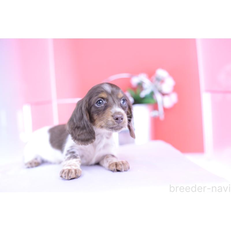 販売中の愛知県のカニンヘンダックスフンド(ロングヘアード)-420257の13枚目