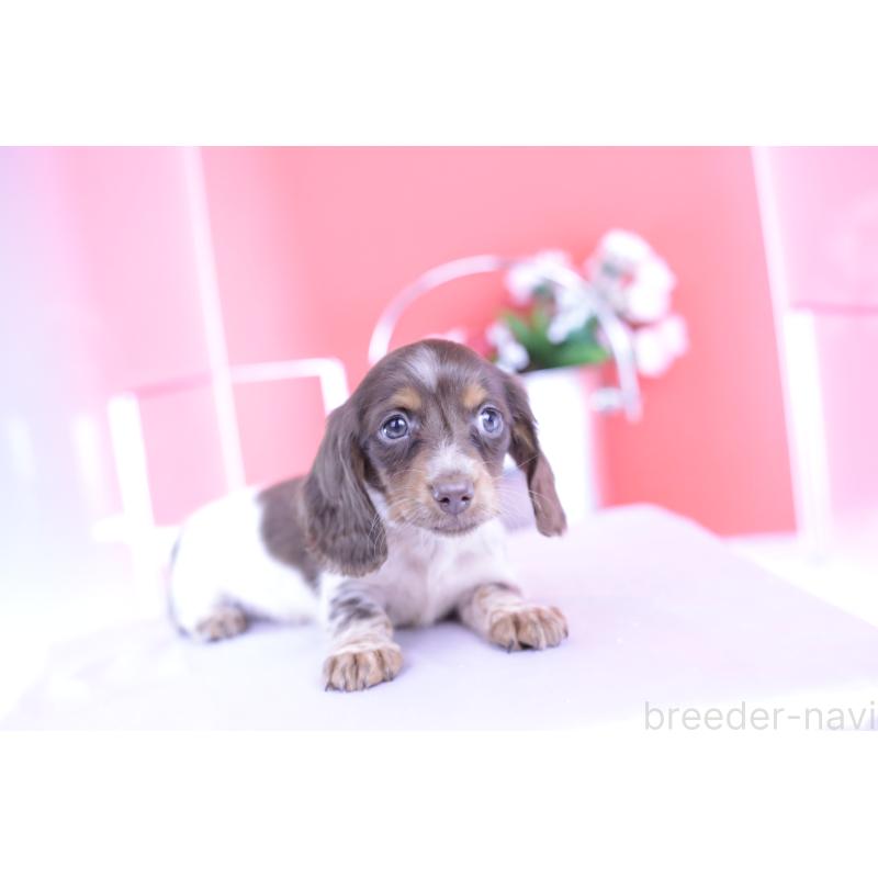 販売中の愛知県のカニンヘンダックスフンド(ロングヘアード)-420257の10枚目