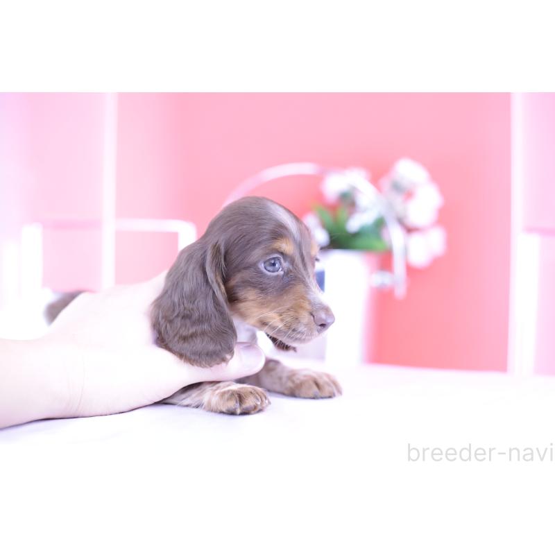 販売中の愛知県のカニンヘンダックスフンド(ロングヘアード)-420257の7枚目