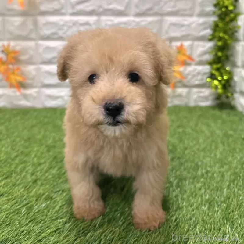 成約済の愛知県のトイプードル-424657の1枚目