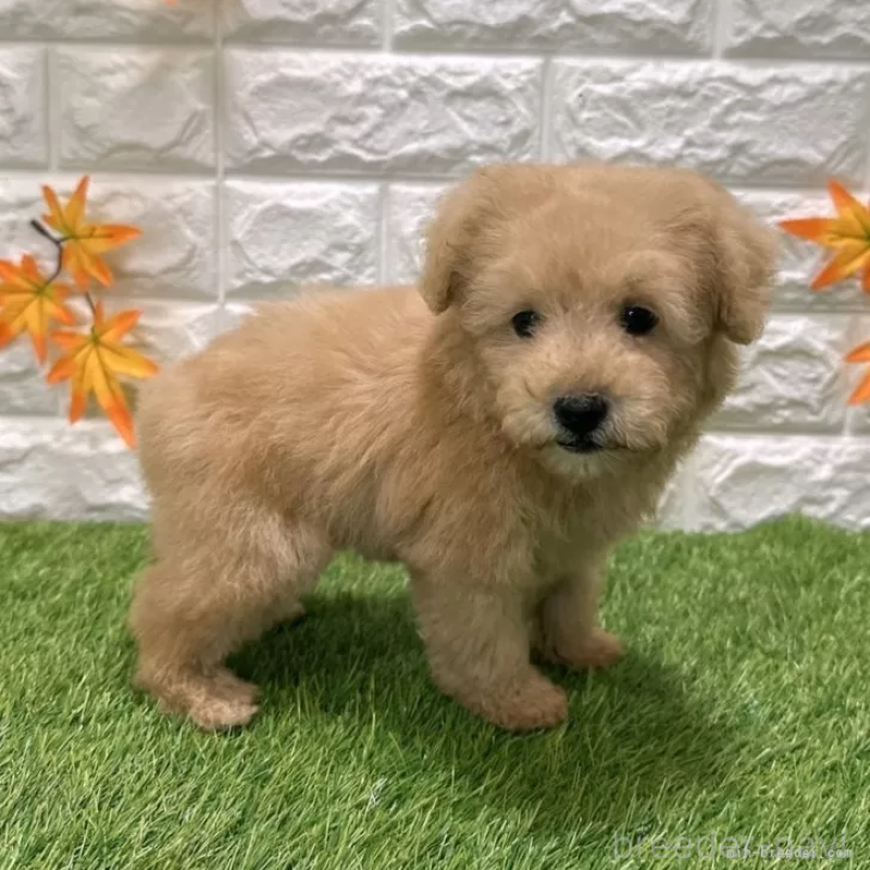 成約済の愛知県のトイプードル-424657の5枚目