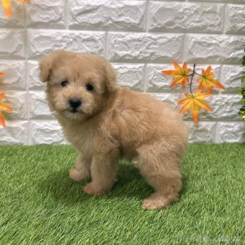 成約済の愛知県のトイプードル-424657の4枚目