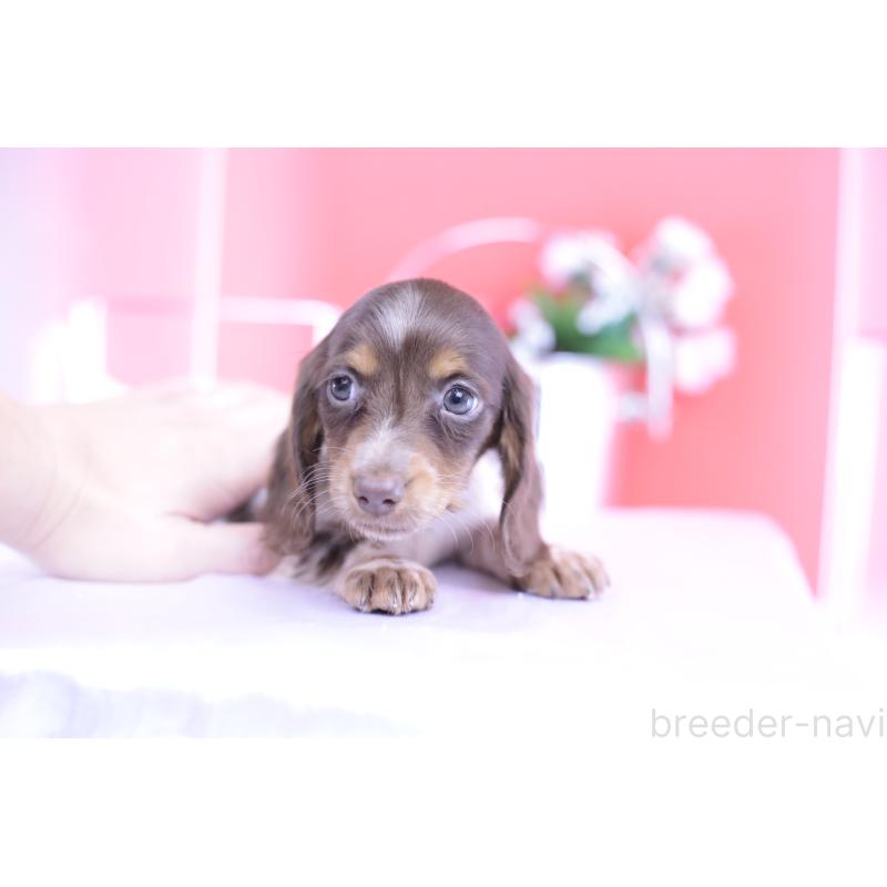 販売中の愛知県のカニンヘンダックスフンド(ロングヘアード)-420257の5枚目