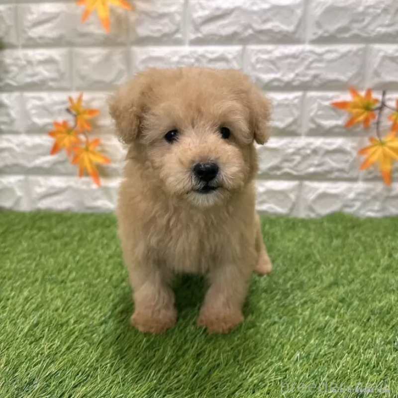 成約済の愛知県のトイプードル-424657の3枚目