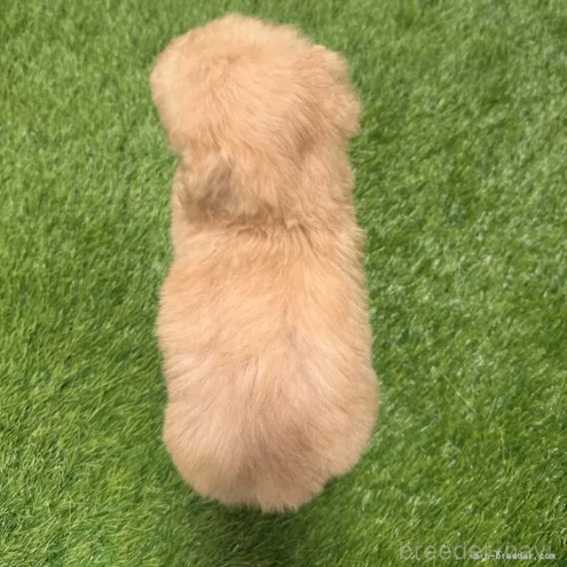 成約済の愛知県のトイプードル-424657の2枚目