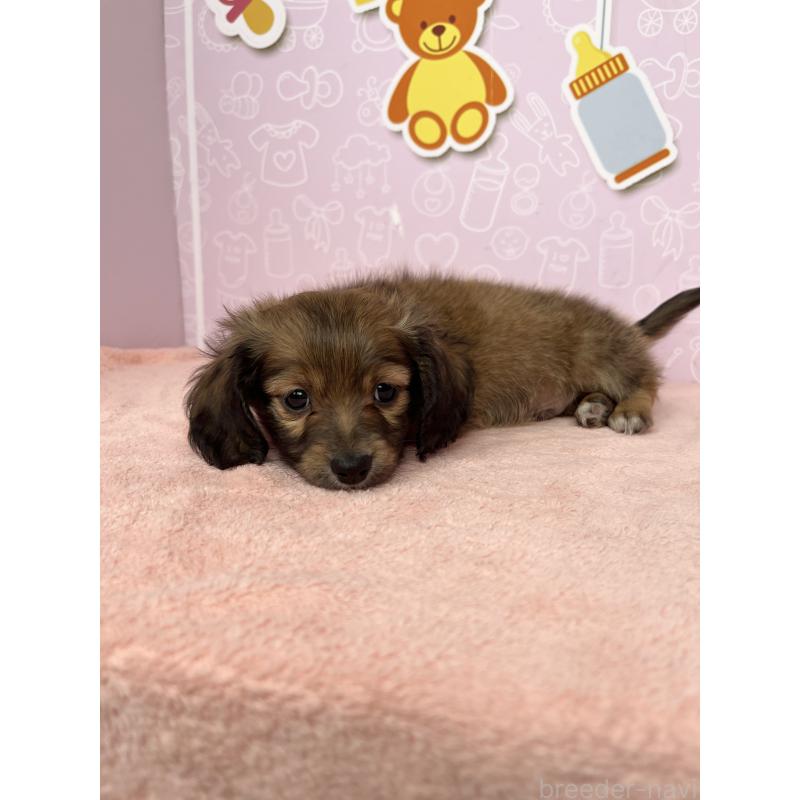 成約済の東京都のチワックス:チワワ×ミニチュアダックスフンド-421650の4枚目