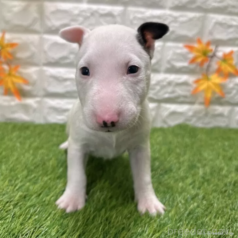 商談中の愛知県のミニチュアブルテリア-424706