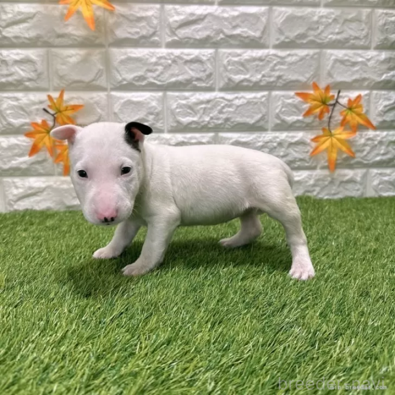 成約済の愛知県のミニチュアブルテリア-424706の5枚目