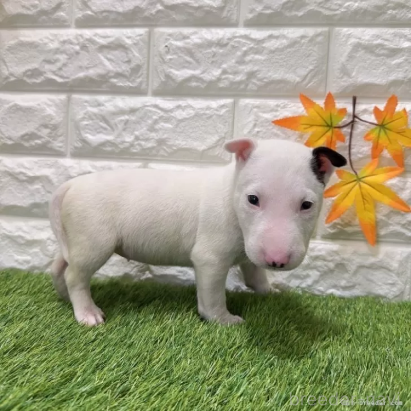 成約済の愛知県のミニチュアブルテリア-424706の4枚目